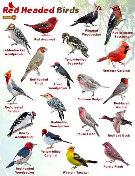 Red Headed Birds – Facts, List, Pictures Red Headed Woodpecker, Names Of Birds, Bird Study, Backyard Birds Sanctuary, Pig Breeds, List Of Birds, Bird Facts, Painted Bunting, Wildlife Biologist