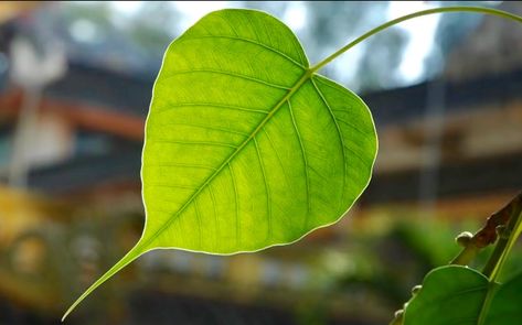 Leaf of the ficus religiosa - Bodhi Tree Bodhi Leaf Art, Bodhi Leaf Tattoo, Bodhi Tattoo, Bodhi Tree Leaf, Peepal Leaf, Ficus Religiosa, Tree Indoor, Bodhi Leaf, Ancient Indian Art