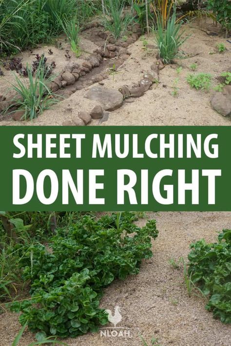 Permaculture, Mulch Garden, Sheet Mulching, Vertical Vegetable Gardens, Types Of Mulch, Mulch Landscaping, Improve Soil Quality, Garden Plots, Fall Garden Vegetables