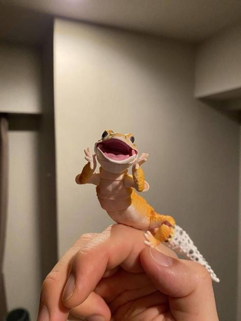 Gecko Reference, Leopard Gecko Funny, Lizard Meme, Geico Lizard, Sticky Gecko, Lepord Gecko, Leopard Gecko Cute, Lizard Girl, Excited Animals