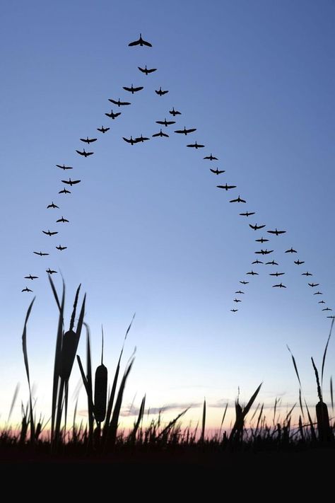 Waterfowl Hunting, Goose Hunting, Canada Geese, Matka Natura, Canadian Goose, Belle Nature, Flying Geese, Duck Hunting, Birds Flying