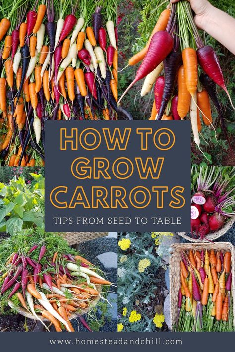 Permaculture, Soil For Carrots, Best Way To Grow Carrots, How To Grow Carrots From Scraps, How To Grow Carrots, When To Plant Carrots, Growing Carrots In Containers, Plant Carrots, Grow Carrots