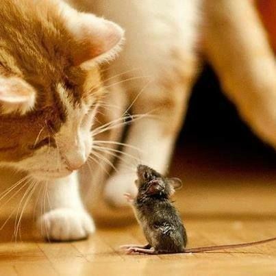 Funny Things To Talk About, Things To Talk About, About Friends, Animals Friendship, Cat Mouse, Funny Cat Pictures, Cute Animal Pictures, Sweet Animals, A Mouse