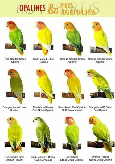 Lovebirds Bird Names, Names Male, Love Birds Pet, African Lovebirds, Conure Bird, Bird Breeds, Bird Identification, African Love, Bird Types