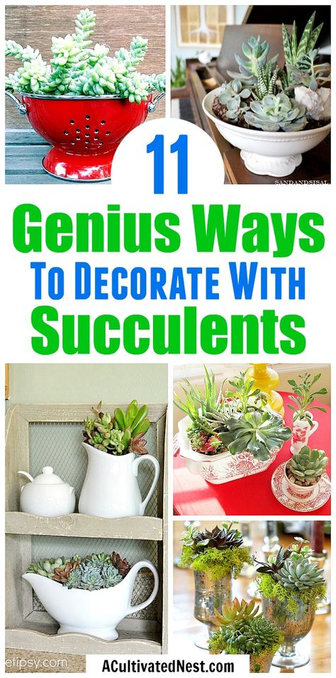 Fairy Succulent Garden Ideas, Succulents Pots Ideas, Succulent Pot Ideas Diy, Succulent Planters Ideas, Centerpieces With Succulents, Succulent Container Ideas, Homemade Terrarium, Succulent Planter Ideas, Indoor Succulent Garden