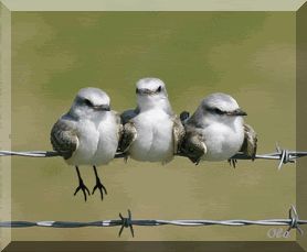 Birds Sitting On Fence Vogel Gif, Joyful Noise, Bird Gif, Funny Birds, Bird Pictures, Cute Birds, Little Birds, Birds Flying, Birdy