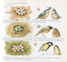 Nature Illustrations, Marjolein Bastin Art, Maluchy Montessori, Marjolein Bastin, Nature Artists, Dutch Artists, Nature Journal, Nature Illustration, Bird Nest