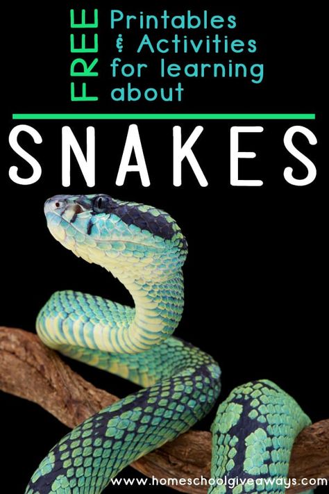 FREE Printables for Learning about Snakes - Homeschool Giveaways Snake Facts For Kids, Snakes For Kids, Teaching Life Skills, Cold Blooded, Stem For Kids, Preschool Lesson Plans, Kindergarten Lessons, Be Dangerous, Homeschool Lesson