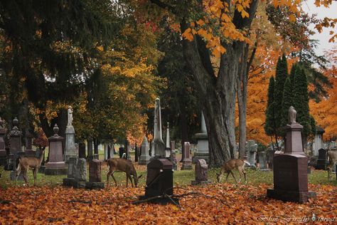 Nature, Old Cemeteries, Cemetery Art, Over The Garden Wall, Season Of The Witch, Halloween Aesthetic, Autumn Cozy, Best Seasons, Autumn Aesthetic