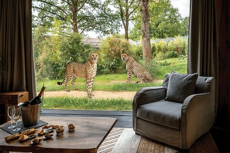 West Midlands Safari Park, Tiger Habitat, Sunken Hot Tub, Luxury Lodges, Hotel Ideas, Sumatran Tiger, Wheelchair Friendly, Luxury Safari, Luxury Lodge