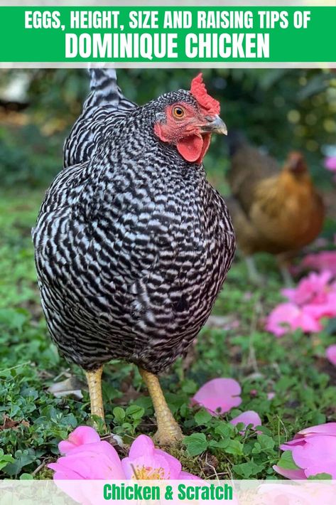 Known as one of the oldest chicken breeds in existence, the Dominique breed has been around since the first wave ... Read more Dominique Chicken, Dominique Chickens, Barred Rock Chickens, Heritage Chicken Breeds, Types Of Chickens, Chicken Tractors, Egg Production, Homestead Gardens, Egg Laying