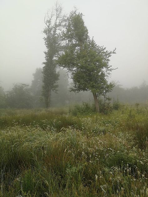 Morning forest and fields after the rain Nature, Rain Field Aesthetic, After Life Aesthetic, Foggy Grass Field, Fields Aesthetic Dark, Forest After Rain, Foggy Flower Field, Grass Field Aesthetic, Forest Funeral