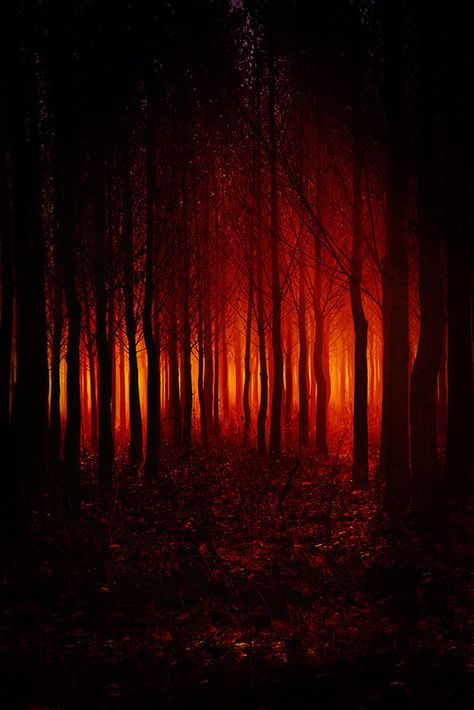 Evil forest red evil woods halloween halloween pictures happy halloween halloween ideas Dark Fantasy, Photo Halloween, Belle Nature, Forest Pictures, Orange Aesthetic, Halloween Pictures, Dark Forest, Enchanted Forest, Dark Art