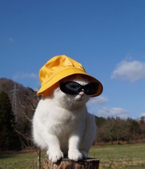 pins » tookiex cat wearing a bucket hat and sunglasses Katt Grejer, Söt Katt, Display Shop, Koci Humor, Haiwan Lucu, Meme Gato, Animale Rare, Etsy Ideas, Photo Chat