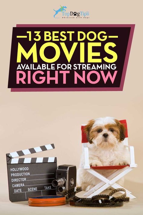 Best Dog Movies Available for Streaming Right Now. Movie night isn’t just for the two-legged. For pet parents who feel like snuggling down on the sofa with their dogs and catching a great film, there are some of the best dog movies available for streaming right this moment! #dogs #dogmovies #movies #film #cinema #pets Dog Tongue, Dog Films, Sioux Falls South Dakota, Dog Movies, Famous Dogs, Film Cinema, Dog Tips, Lucky Dog, Guinness World Records