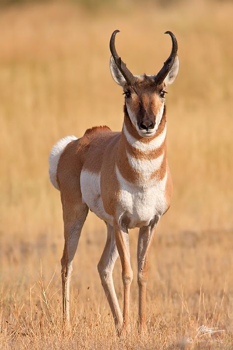 Pronghorns are built for speed. Everything about them is geared towards moving fast over long distances. They are the fastest animal on the planet for a sustained top speed. I think they’re my favorite North American animal, at least on hooves. I can spend all day watching them. I only wish they didn’t live so darned far from me.This male was just outside the north entrance of Yellowstone National Park, in Gardiner, Montana. by eaross Yellowstone National Park, Montana, Yellowstone National, National Park