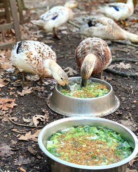 Indian Runner Duck Eggs, Diy Duck Feed Recipe, Diy Duck Coop Ideas, Homemade Duck Feed, Duck Coop And Run, Muscovy Duck Coop, Indoor Duck Enclosure, Duck Enrichment, Runner Ducks Coop