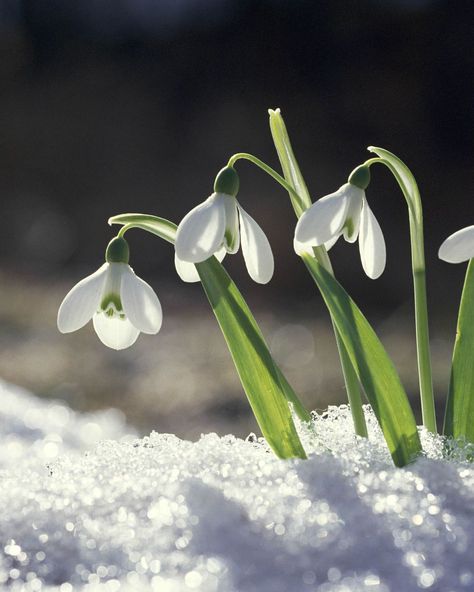 Gardening Supplies, Snow Flower, Tapeta Galaxie, Winter Fairy, Winter Flowers, Spring Aesthetic, Tiny Flowers, Flower Aesthetic, Birth Flowers