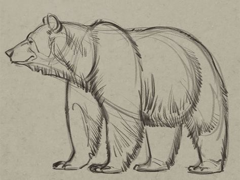 Draw A Bear, Bear Sketch, Bear Drawing, Bear Carving, Animal Study, Have Inspiration, Bear Art, Pencil Art Drawings, Animal Sketches