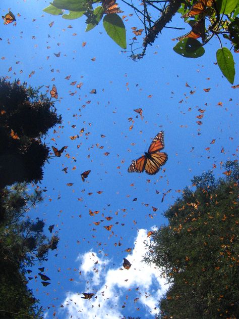 Image detail for -Mexico-a-holic » Blog Archive » Monarch Butterflies Sanctuary Monarch Butterfly Migration, Butterfly Migration, Butterflies Flying, Mia 3, Images Esthétiques, Butterfly Wallpaper, Butterfly Garden, Monarch Butterfly, Beautiful Butterflies