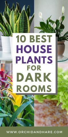 Good Indoor Plants Low Lights, Low To No Light Indoor Plants, Indoor Plants No Light, Low Light Houseplants Indoor Plants, Plants That Like Dark Rooms, Indoor Plant Low Light, Ideas For Pots For Plants, Best Plants For Low Light Indoors, Plants Low Light Indoor