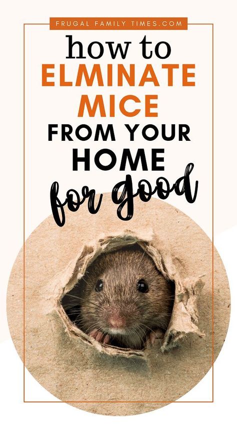 Get rid of mice for good. Our rodent proofing guide: how to get rid of the mouse problem in your home, cottage or cabin. Keep rodents out of your home forever. Diy Mice Repellent, Mouse Deterrent, Keep Mice Away, Mice Infestation, Getting Rid Of Rats, Rodent Repellent, Mice Repellent, Mobile Home Makeover, Getting Rid Of Mice