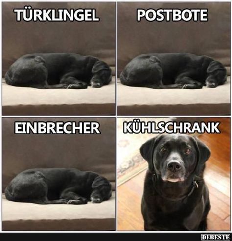 Funny Animal Pictures, Tierischer Humor, Labrador Retriever Funny, Blonde Jokes, College Humor, Lol Dolls, Best Photos, Little Dogs, Really Funny