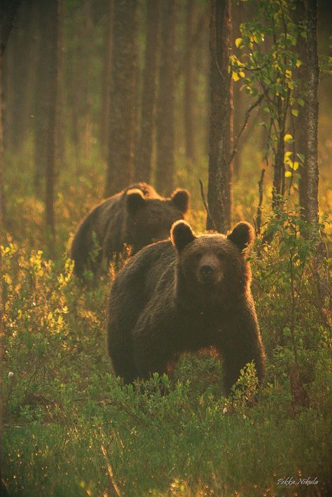 https://flic.kr/p/HQJo3G | Teddybears on a walk | ... Brown Aesthetic Bear, Aesthetic Bear, Two Bears, Bear Paintings, Bear Photos, Animal Antics, Photo Chat, Forest Creatures, Morning Walk