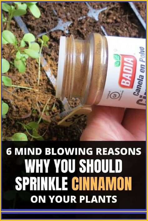 6 Mind Blowing Reasons Why You Should Sprinkle Cinnamon on Your Plants in 2022 | Plant benefits, Home vegetable garden, Plants Garden Care, Garden Remedies, Plant Benefits, Plant Hacks, Garden Help, Veg Garden, Home Vegetable Garden, Kew Gardens, Garden Pests