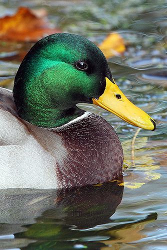 Male Mallard Duck Portrait... | I know its just a Duck but i… | Flickr Duck Portrait, Waterfowl Taxidermy, Duck Photography, Duck Pictures, Duck Photo, Duck Art, Bird Carving, Mallard Duck, A Duck