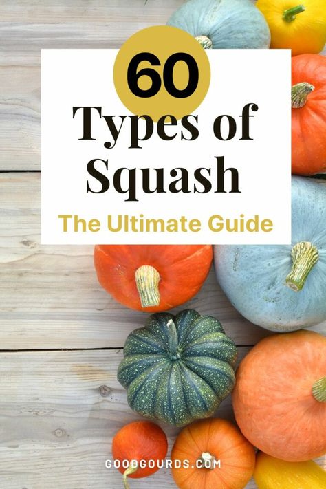 60 Types of Squash Types Of Squash Winter, Different Squash Types, Varieties Of Squash, Pumpkin Menu, Types Of Squash, Squash Types, Winter Squash Varieties, Types Of Pumpkins, Squash Plant