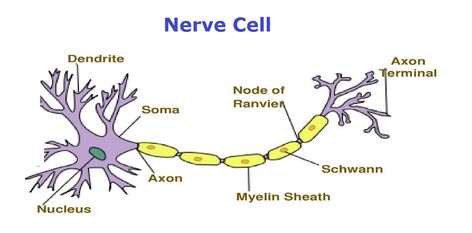 Parts of a Nerve Cell Study Tips, Nerve Cell Diagram, Cell Diagram, Cell Parts, Basic Anatomy And Physiology, Nerve Cell, Anatomy And Physiology, Nerve, Nervous System