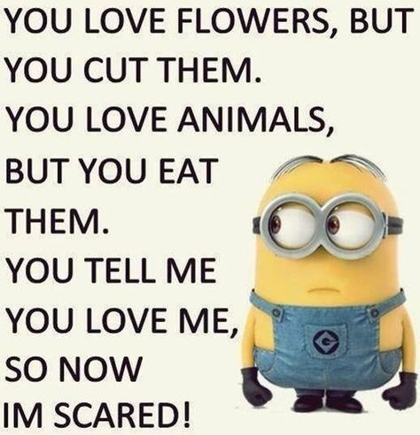 Grumpy Cats, Chocolate Dump, Minion Funny, Minions Minions, Minion Meme, Texts Funny, Funny Minions, Funny Minion Pictures, Funny Minion Memes