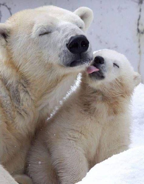 Polar Bears, Photo Ours, Baby Polar Bears, Mommy Baby, Bear Cubs, Cute Animal Pictures, Sweet Animals, Nature Animals, Animal Photo