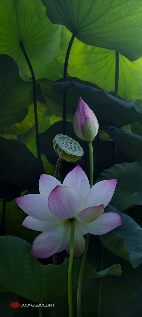 Aberrant Beauty Plants, Lotus, Plant Leaves