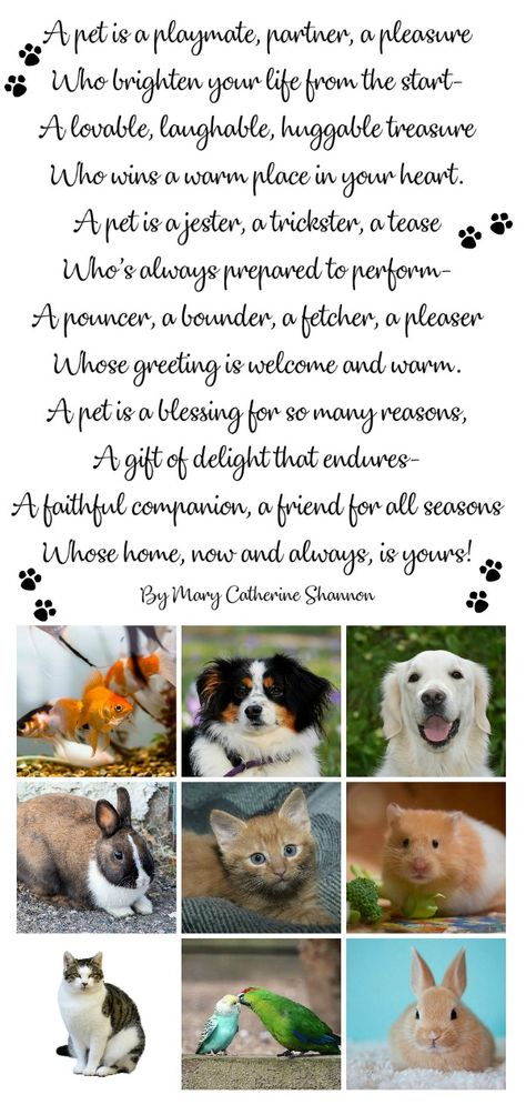 quotes. Pets Quotes, Pet Poems, Grateful Prayer, Love Your Pet Day, Some Quotes, Month Of Love, National Pet Day, Thankful Heart, Pet Businesses