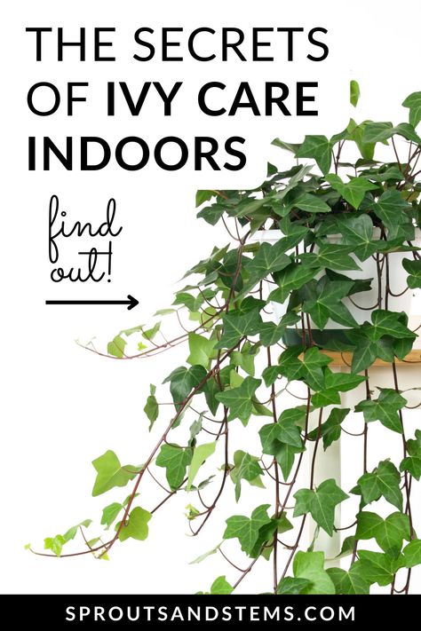 Discover the ultimate tips for thriving indoor ivy! From proper watering to light requirements, this comprehensive guide will ensure your ivy stays lush and healthy all year round. #ivyplantindoors Indoor Ivy Trellis, Ivy Care Indoor, Ivy Indoor Plant, Ivy Plant Indoor Decor Ideas, Ivy Plant Aesthetic, Plant Hallway, Ivy Plant Care, Ivy Indoor, Indoor Ivy