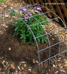 Diy Peony Support, Peony Support Ideas Diy, Steel Trellis, Garden Plant Supports, Garden Layouts, Cattle Panels, Veg Garden, Have Inspiration, Plant Supports