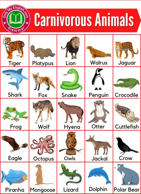 Carnivorous Animals Chart, Basic Vocabulary English, Animals Name List, Animals Name In English, Animal Pictures For Kids, Animals Name, Preschool Charts, Learning Websites For Kids, Carnivorous Animals