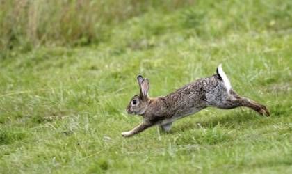What Do Wild Rabbits Eat? Wild Baby Rabbits, Bedroom At Night, Rabbit Running, Social Media Goals, Wild Rabbits, Wild Bunny, Rabbit Habitat, Young Rabbit, Rabbit Life