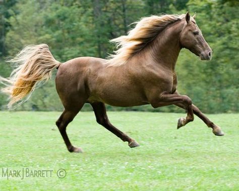 Horses Running Photography, Horse Poses Reference, Grooming Horse, Rocky Mountain Horse, Animals Running, Horses Galloping, Stock Horse, Horse Nutrition, Horse Photography Poses