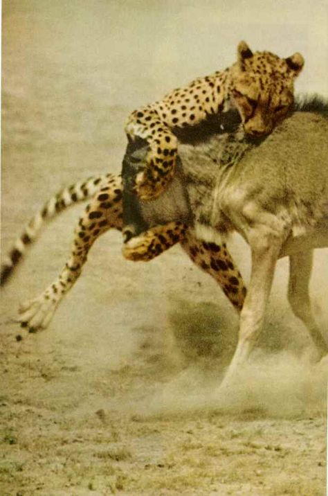 hunt Cheetahs, Beast Mode, Cheetah Hunting, Vintage National Geographic, Male Lion, National Geographic Magazine, Middle Child, Game Reserve, Large Cats