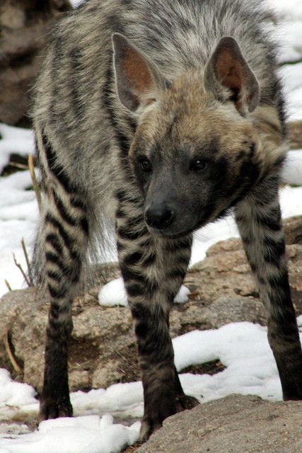 Courtney McNealy  Striped Hyena Hyena, Striped Hyena, The Tao Of Pooh, Free Puppies, Pretty Animals, Wild Dogs, African Animals, Back To Nature, Animal Planet