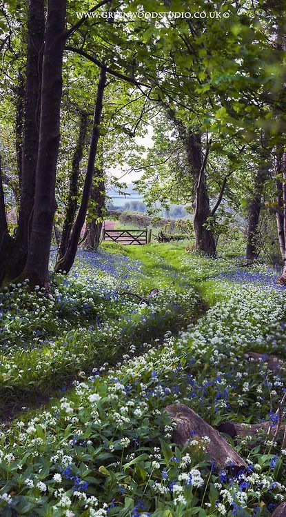 Everything is beautiful, in it's own way... This board is a display of images I find beautiful!... Shade Loving Perennials, Woodland Walk, Matka Natura, Belle Nature, Woodland Garden, Haiwan Peliharaan, Alam Yang Indah, Alam Semula Jadi, Green Gables