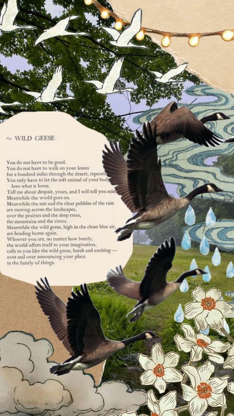 wild geese. #maryoliver #wildgeese #wildgeesepoem Poetry, Wild Geese Mary Oliver, Goose Tattoo, Mary Oliver Poems, Wild Geese, I Deserve Better, Mary Oliver, Mind's Eye, Iphone Wallpaper