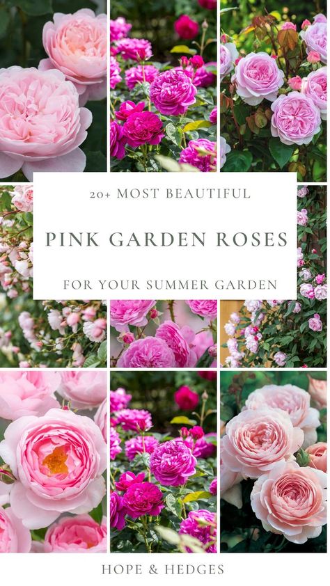 Pink Garden Roses Julia Rose Itoh Peony, English Roses Garden, Rose Hedge, Cottage Garden Roses, Butterfly Garden Plants, Formal Garden Design, Rose Garden Design, Heirloom Roses, Shrub Roses