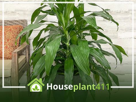 Dracaena Janet Craig - How to Grow Care Guide Janet Craig Plant Care, Janet Craig Plant, Dracaena Janet Craig, Dracaena Sanderiana, Heart Leaf Philodendron, Plant Care Guide, Dracaena Plant, Tropical Africa, Plant Light