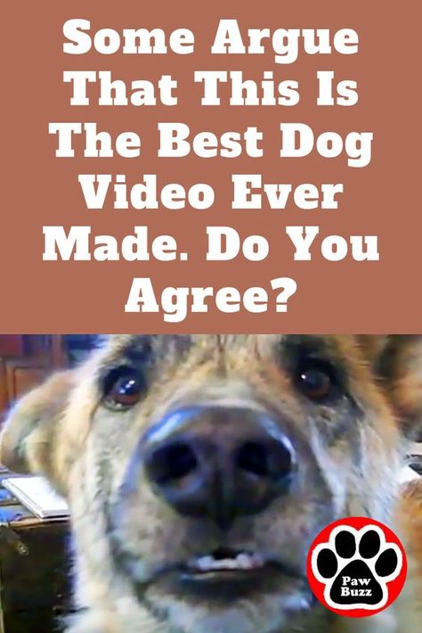 Funny Talking Dog, Boxer Dogs Funny, Talking Dog, Talking Animals, Dog Video, Really Cute Dogs, Silly Dogs, Smart Dog, Funny Cats And Dogs