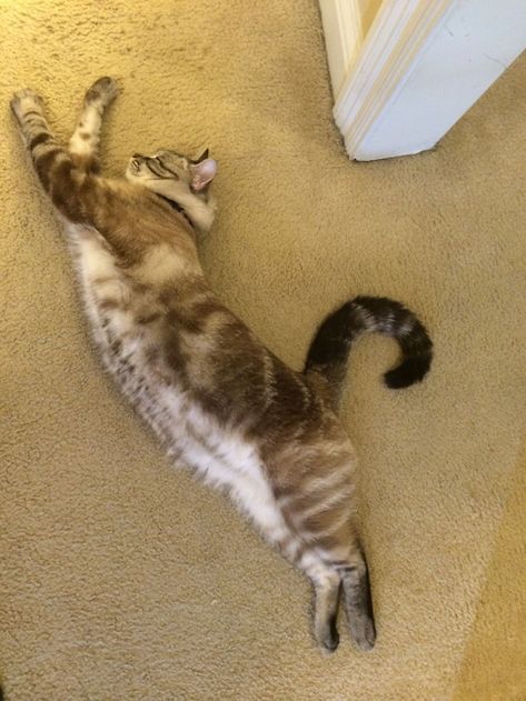 Cats Stretching, Cat Stretching, Taking A Picture, Cat Reference, Cat Yoga, Siamese Kittens, Animal Study, Fell Asleep, Cat Pose