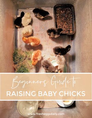 Raising Baby Chicks, Baby Chicks Raising, Raising Chicks, Dust Bath, Backyard Chicken Farming, Raising Backyard Chickens, Chicken Garden, Crazy Chicken Lady, Baby Chickens